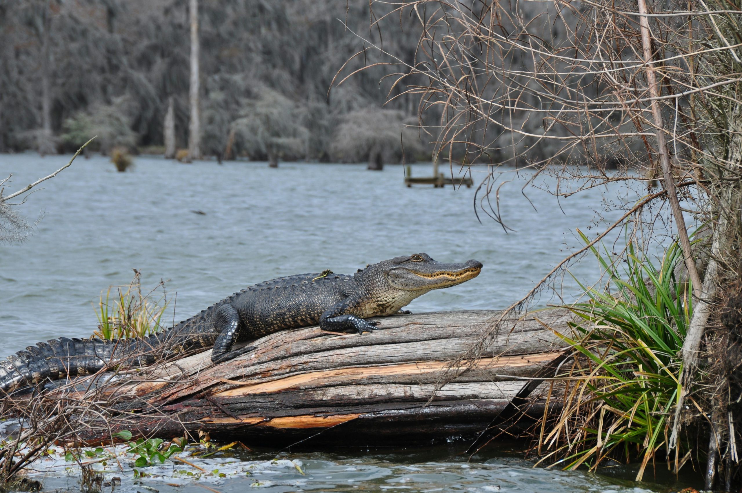 pexels-photo-12138032-12138032