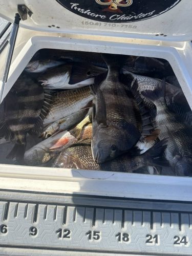 571126724 1304106851458711 3598335650506164050 n